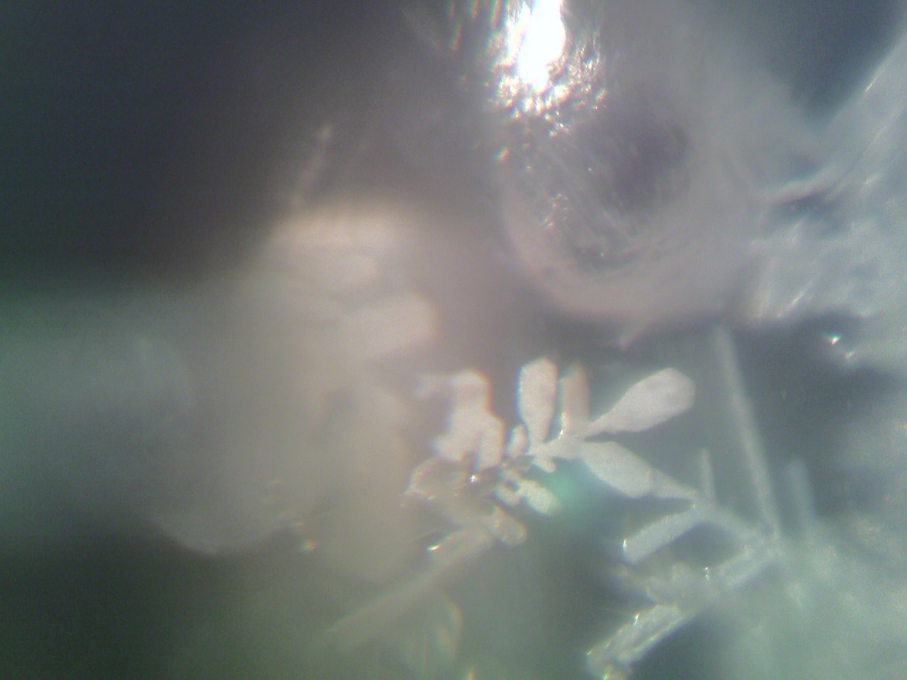 Snowflake #2 Snowflake #2