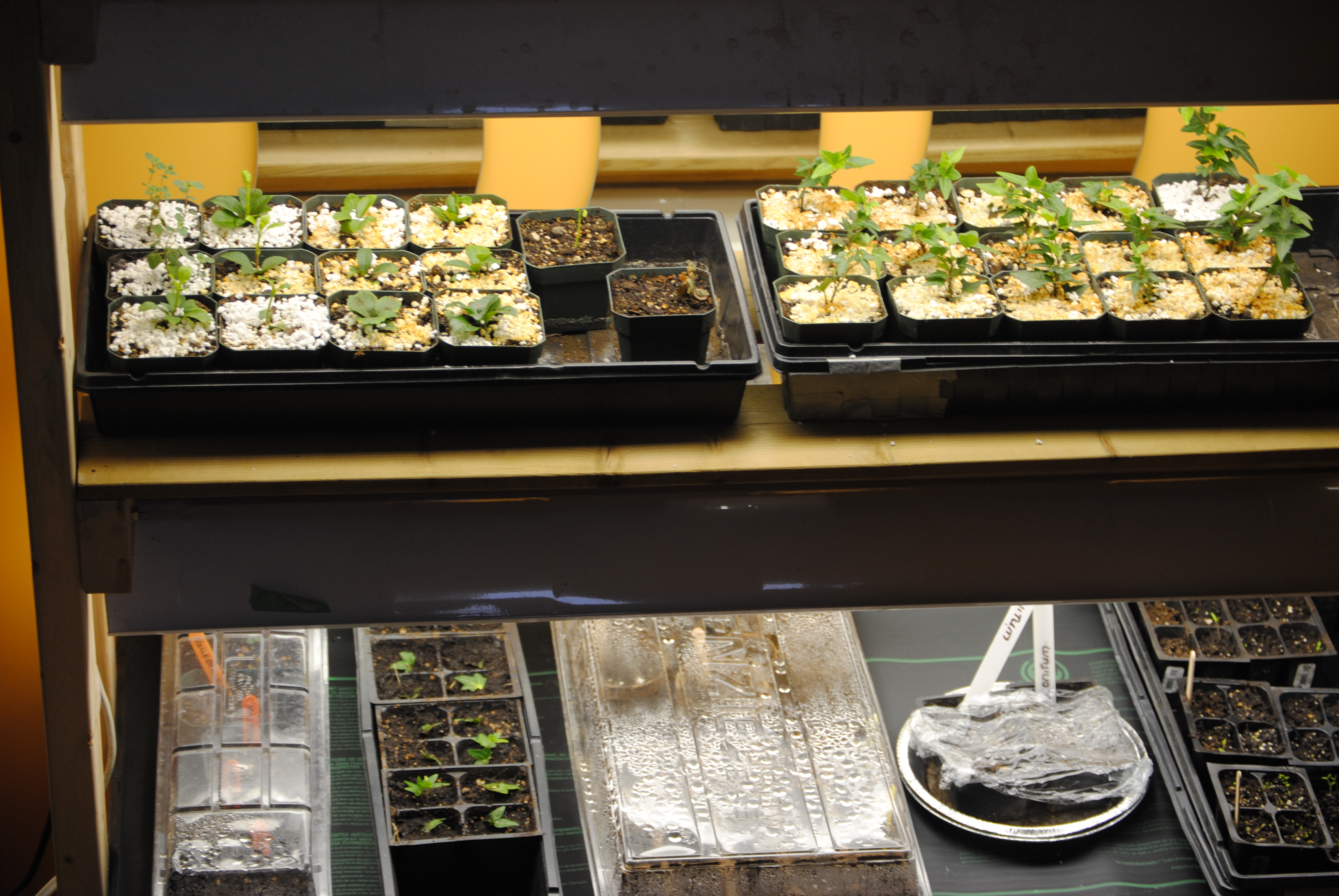Seedlings in grow lights Seedlings in grow lights