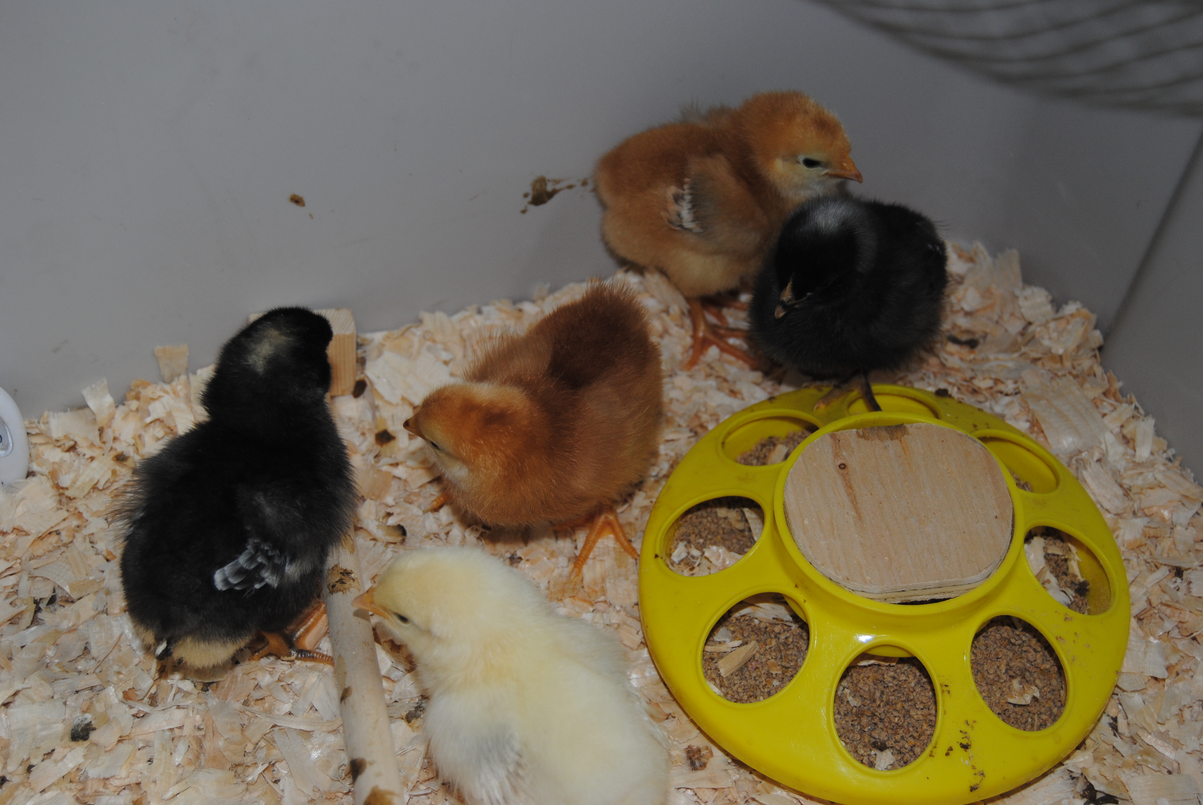 ChicksDay4-All ChicksDay4-All