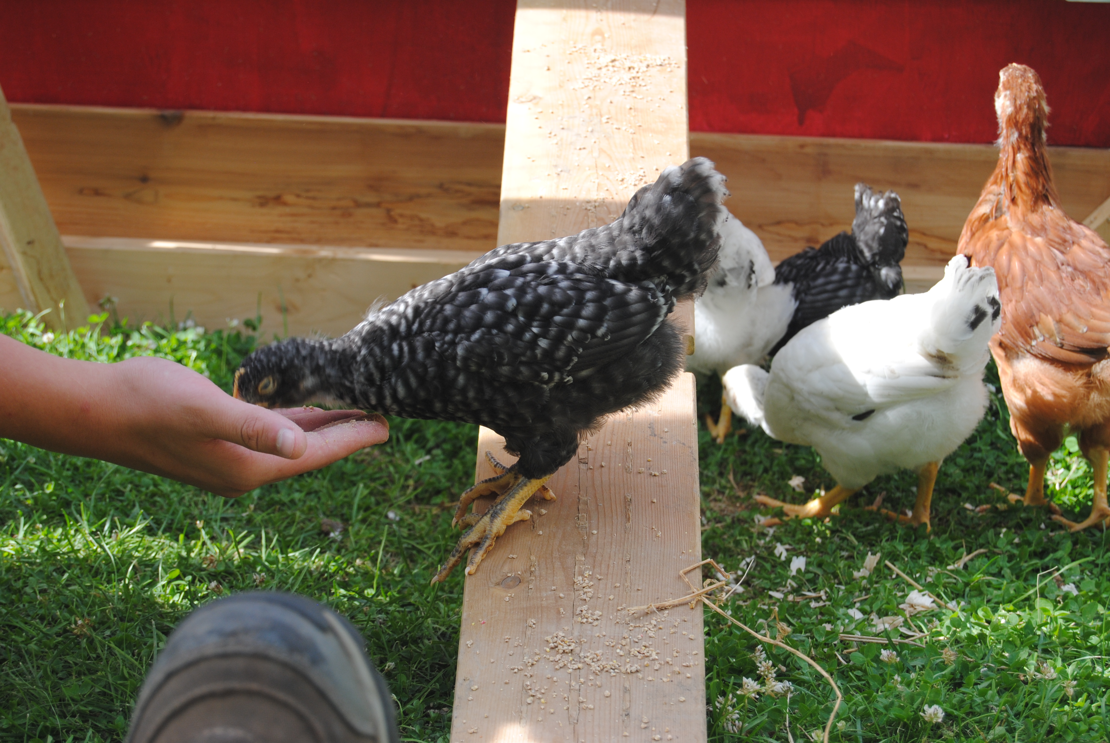 FeedingChickens FeedingChickens