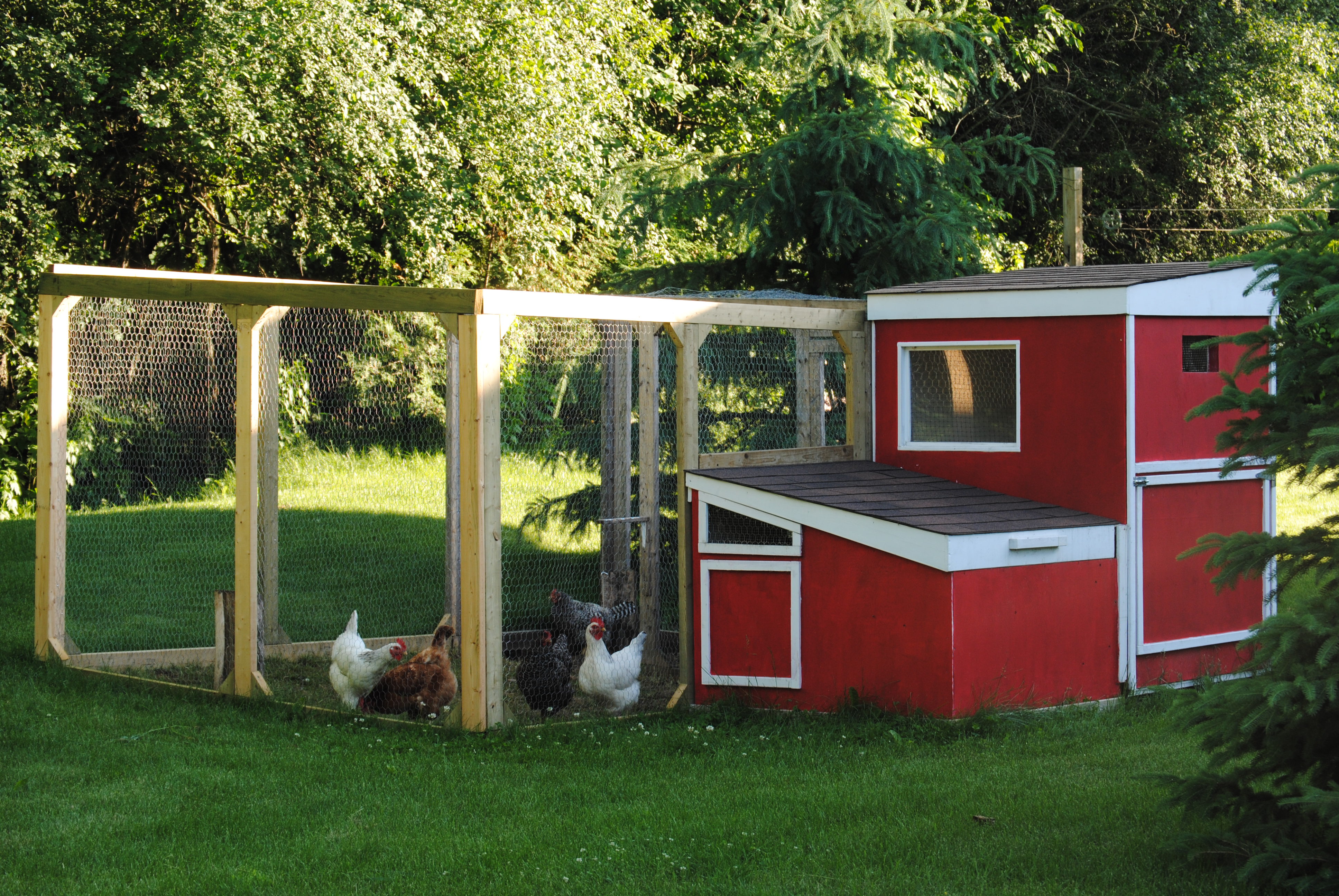 Chicken Shed Extension Chicken Shed Extension