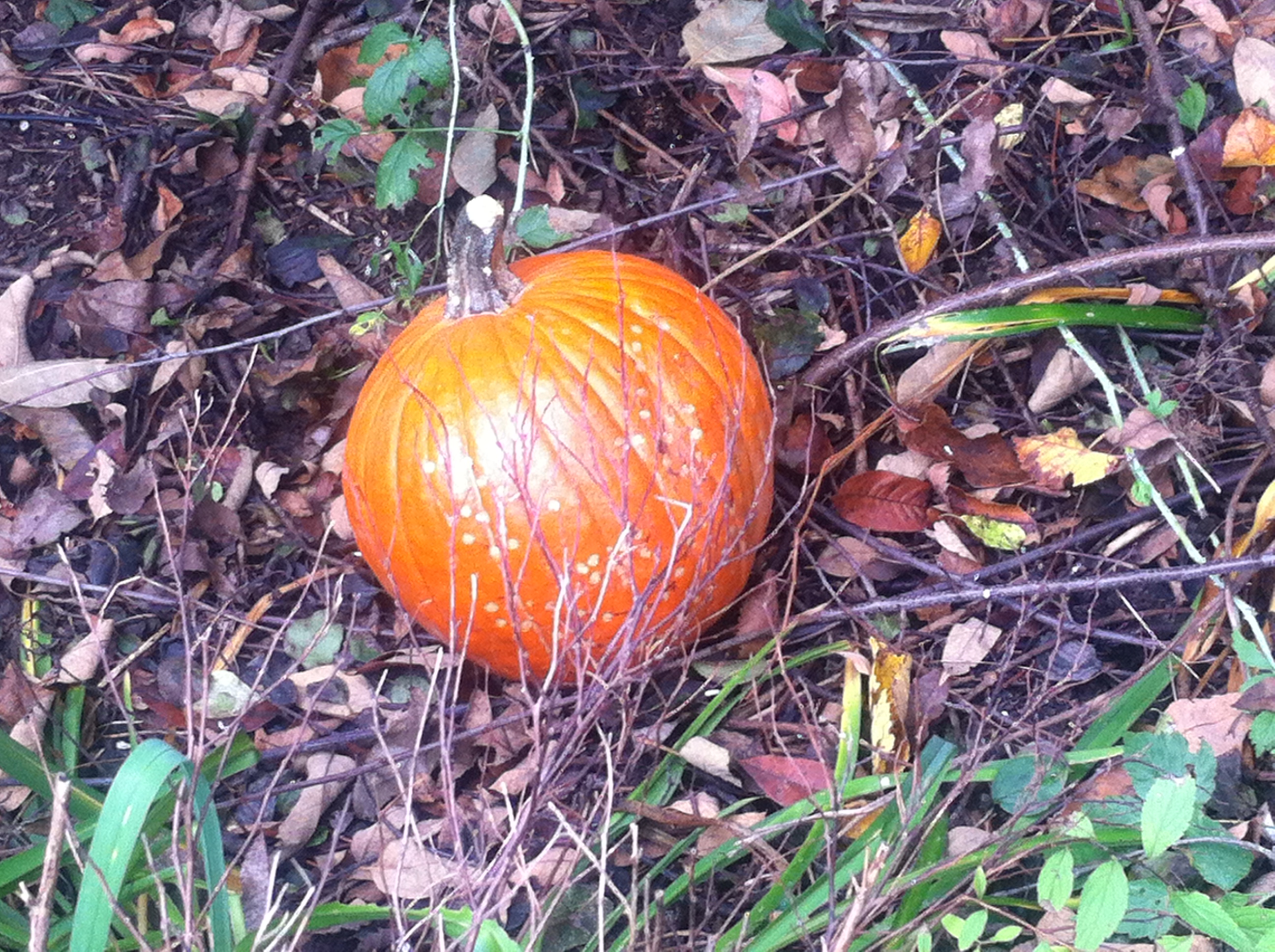 Pumpkin 4 Pumpkin 4