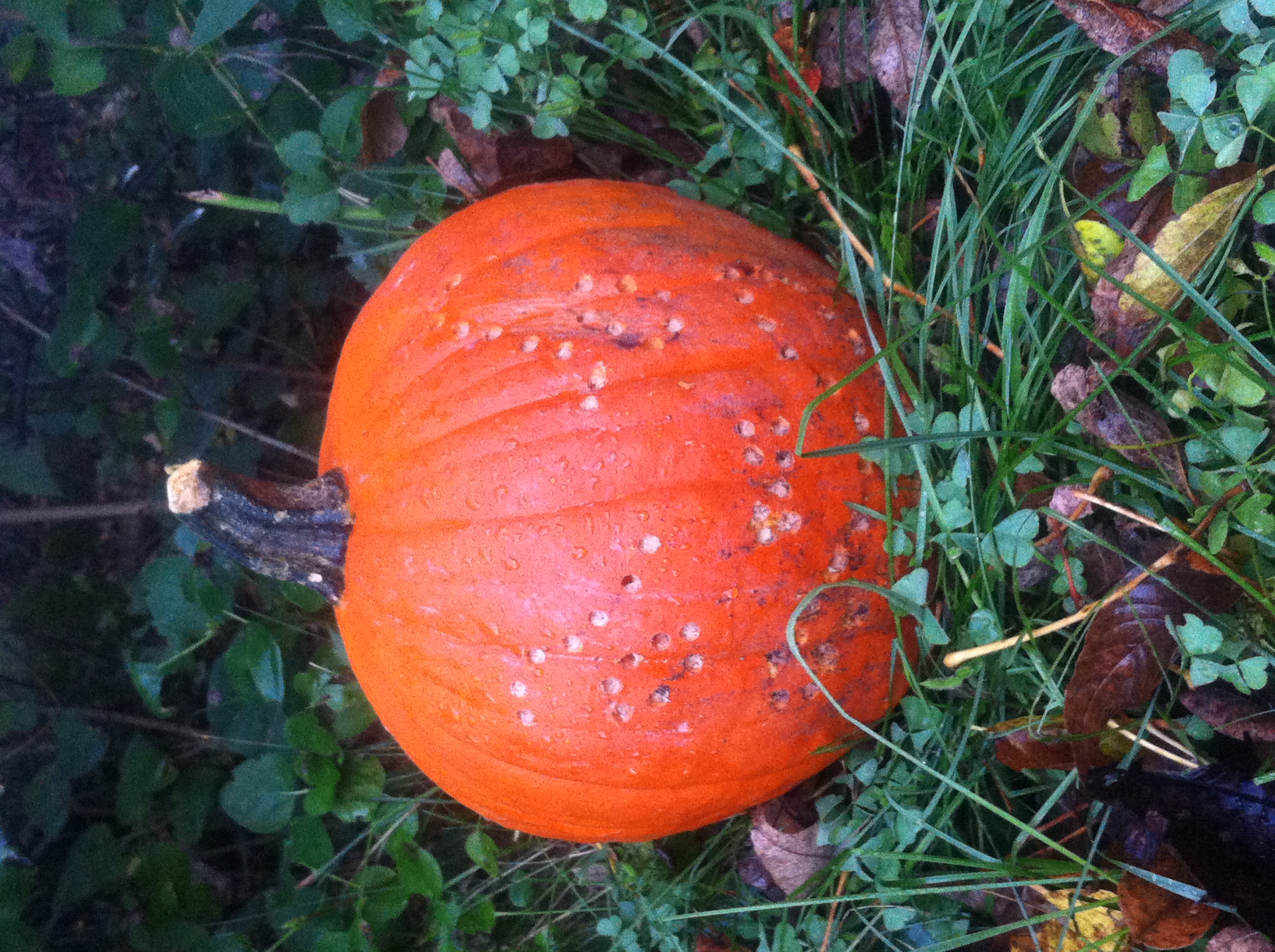 Pumpkin 5 Day 4 Pumpkin 5 Day 4