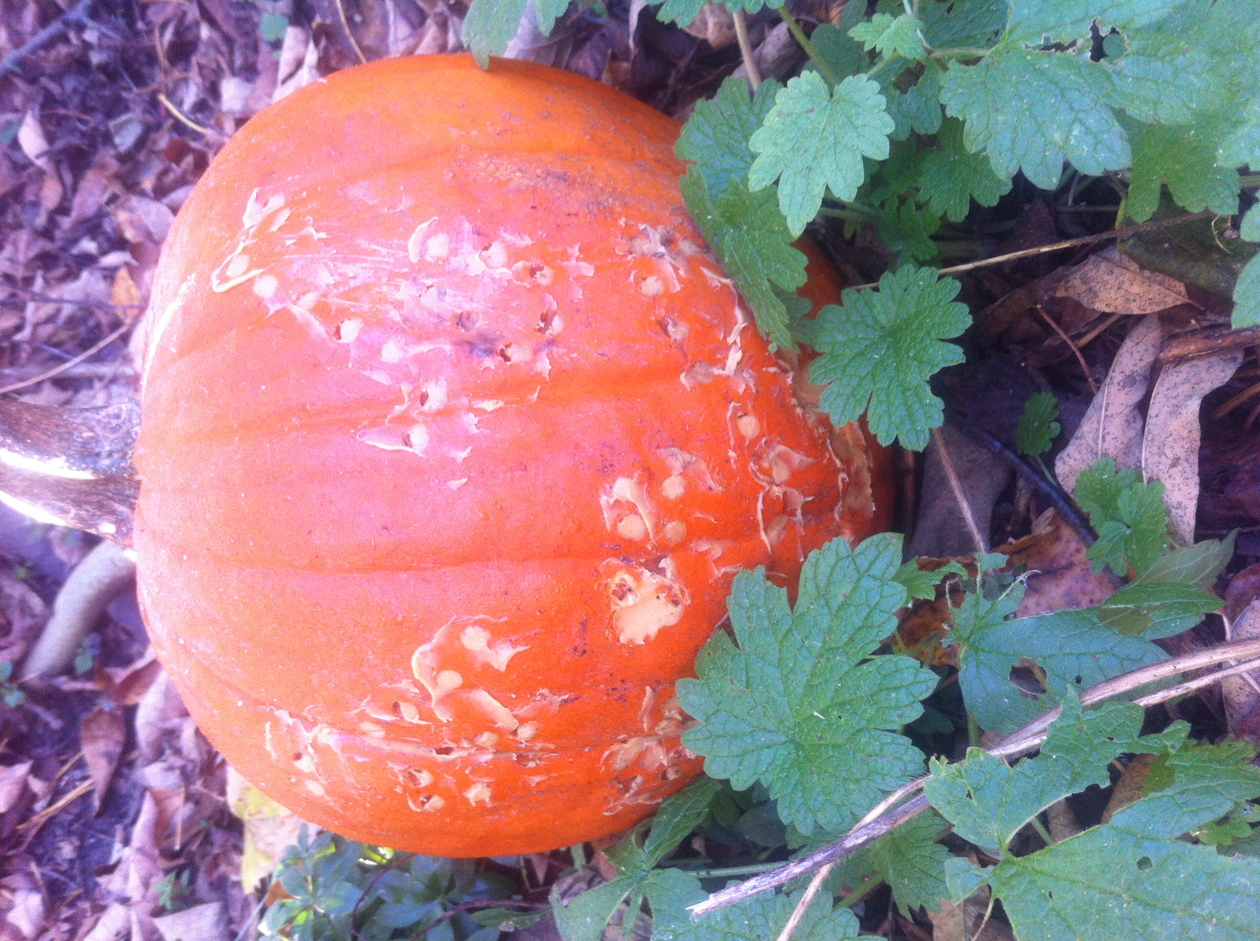 Pumpkin 6 Day 9 Pumpkin 6 Day 9