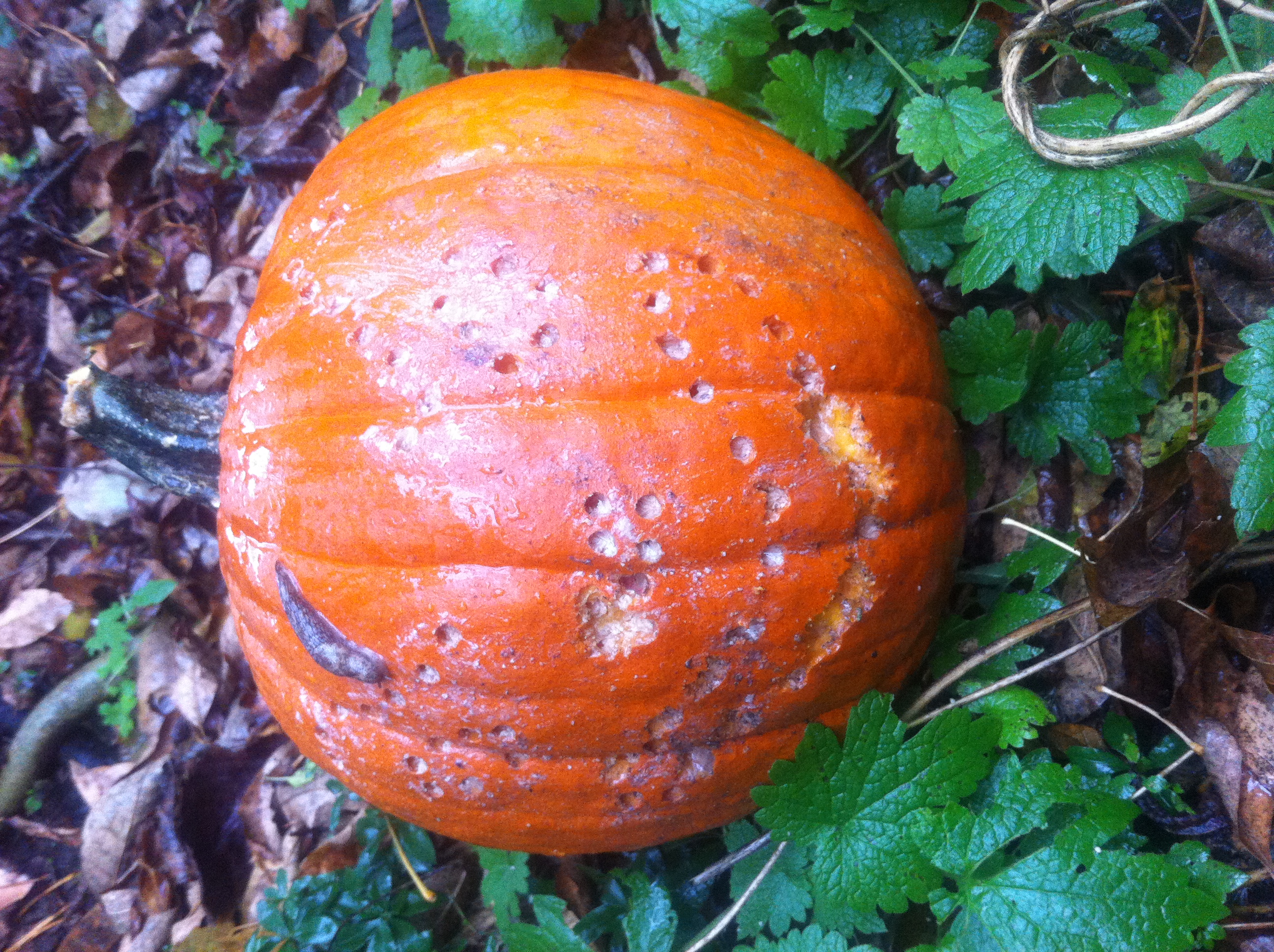 Pumpkin 7 Day 10 Pumpkin 7 Day 10
