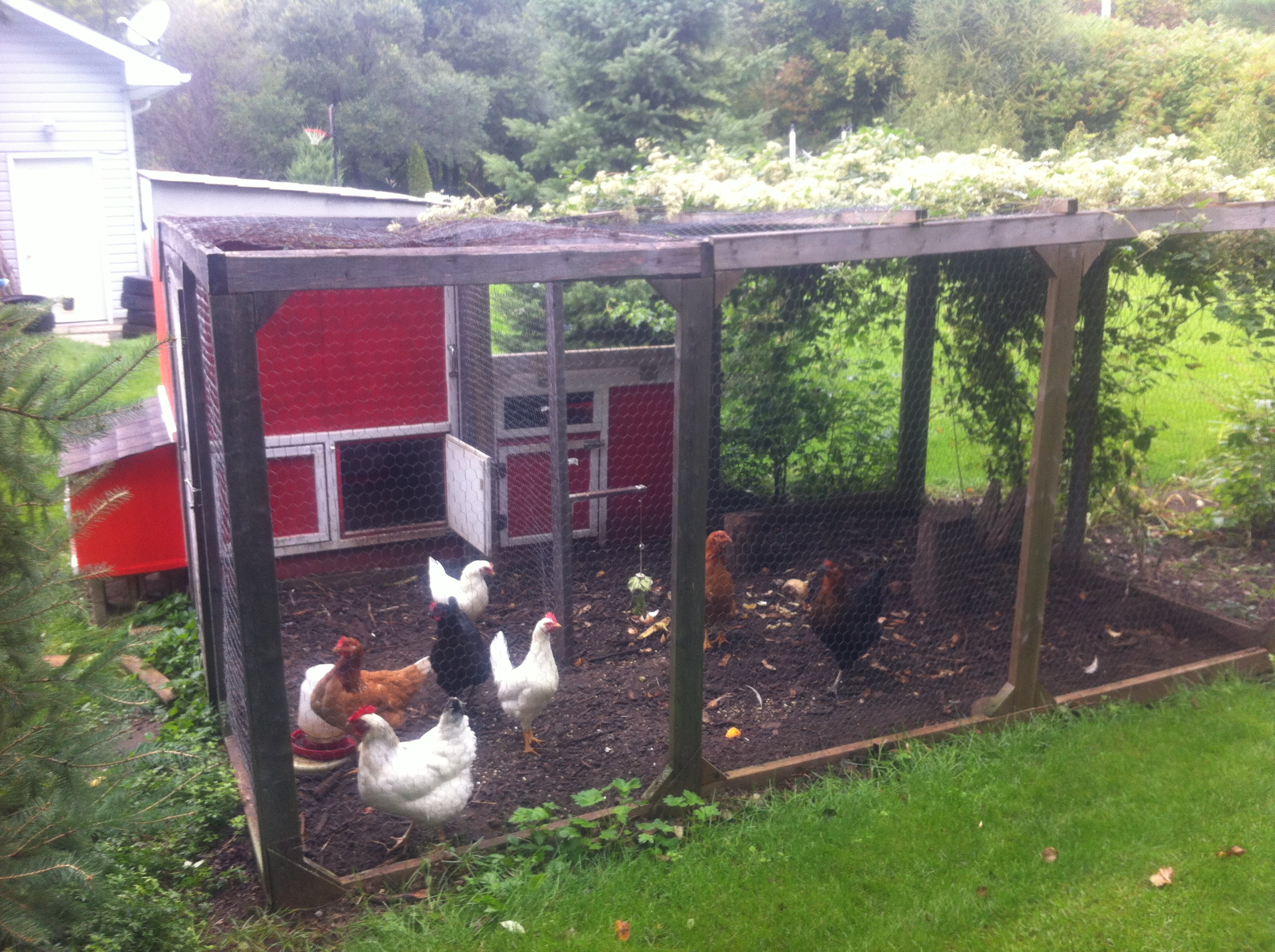 Chicken Run Chicken Run
